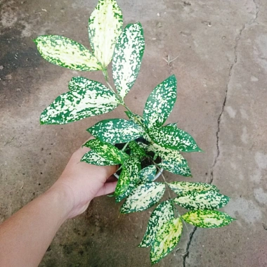 Cây Trúc Nhật Đốm - Cây Cảnh Để Bàn Trang Trí Phòng Khách, Giá Giảm 35.000 VNĐ
