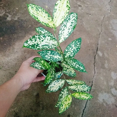 Cây Trúc Nhật Đốm - Cây Cảnh Để Bàn Trang Trí Phòng Khách, Giá Giảm 35.000 VNĐ