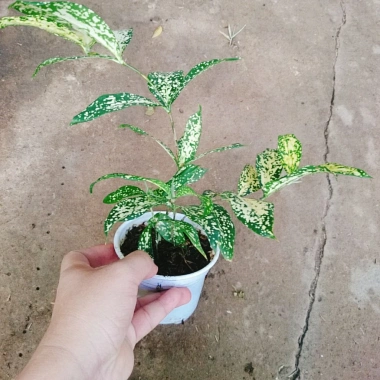 Cây Trúc Nhật Đốm - Cây Cảnh Để Bàn Trang Trí Phòng Khách, Giá Giảm 35.000 VNĐ