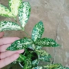 Cây Trúc Nhật Đốm - Cây Cảnh Để Bàn Trang Trí Phòng Khách, Giá Giảm 35.000 VNĐ 7