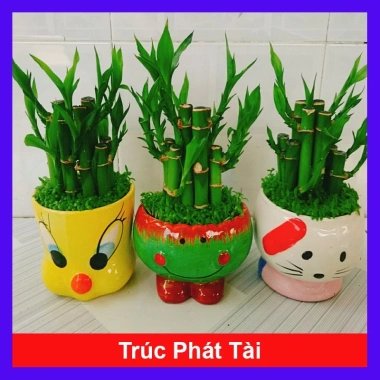Cây trúc phát tài - Cây cảnh để bàn, may mắn tài lộc, giá ưu đãi 85.000 VND (giá gốc 107.950 VND)