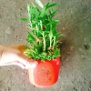 Cây trúc phát tài - Cây cảnh để bàn, may mắn tài lộc, giá ưu đãi 85.000 VND (giá gốc 107.950 VND) 7