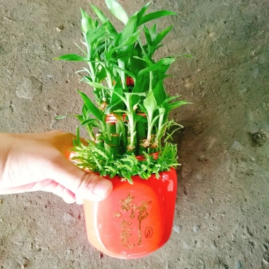 Cây trúc phát tài - Cây cảnh để bàn, may mắn tài lộc, giá ưu đãi 85.000 VND (giá gốc 107.950 VND)