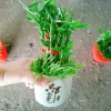 Cây trúc phát tài - Cây cảnh để bàn, may mắn tài lộc, giá ưu đãi 85.000 VND (giá gốc 107.950 VND) 8