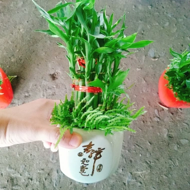 Cây trúc phát tài - Cây cảnh để bàn, may mắn tài lộc, giá ưu đãi 85.000 VND (giá gốc 107.950 VND)