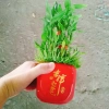 Cây trúc phát tài - Cây cảnh để bàn, may mắn tài lộc, giá ưu đãi 85.000 VND (giá gốc 107.950 VND) 9