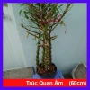 Cây Trúc Quan Âm 60‑120cm – Chậu Cây Cảnh Đẹp, Trang Trí Sân Vườn & Nội Thất, Giá 96.000₫
