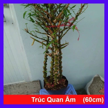 Cây Trúc Quan Âm 60‑120cm – Chậu Cây Cảnh Đẹp, Trang Trí Sân Vườn & Nội Thất, Giá 96.000₫