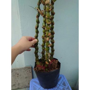 Cây Trúc Quan Âm 60‑120cm – Chậu Cây Cảnh Đẹp, Trang Trí Sân Vườn & Nội Thất, Giá 96.000₫