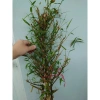 Cây Trúc Quan Âm 60‑120cm – Chậu Cây Cảnh Đẹp, Trang Trí Sân Vườn & Nội Thất, Giá 96.000₫ 5