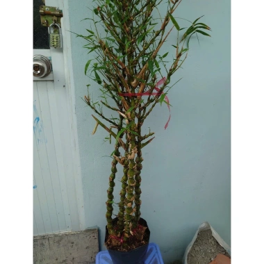 Cây Trúc Quan Âm 60‑120cm – Chậu Cây Cảnh Đẹp, Trang Trí Sân Vườn & Nội Thất, Giá 96.000₫