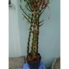 Cây Trúc Quan Âm 60‑120cm – Chậu Cây Cảnh Đẹp, Trang Trí Sân Vườn & Nội Thất, Giá 96.000₫ 7
