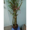 Cây Trúc Quan Âm 60‑120cm – Chậu Cây Cảnh Đẹp, Trang Trí Sân Vườn & Nội Thất, Giá 96.000₫ 9
