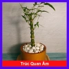 Cây Trúc Quan Âm mini - Cây cảnh để bàn phong thủy, giảm còn 35k, dễ chăm sóc