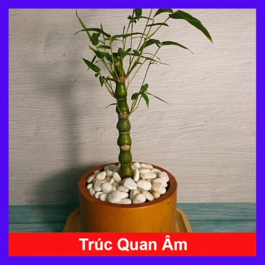 Cây Trúc Quan Âm mini - Cây cảnh để bàn phong thủy, giảm còn 35k, dễ chăm sóc