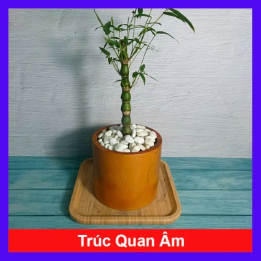 Cây Trúc Quan Âm mini - Cây cảnh để bàn phong thủy, giảm còn 35k, dễ chăm sóc 10