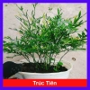 Cây Trúc Tiên - Cây cảnh đẹp, trang trí tiểu cảnh, hồ bán cạn, decor chỉ 55.000đ