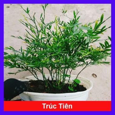 Cây Trúc Tiên - Cây cảnh đẹp, trang trí tiểu cảnh, hồ bán cạn, decor chỉ 55.000đ