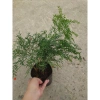 Cây Trúc Tiên - Cây cảnh đẹp, trang trí tiểu cảnh, hồ bán cạn, decor chỉ 55.000đ 2