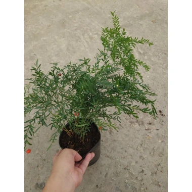 Cây Trúc Tiên - Cây cảnh đẹp, trang trí tiểu cảnh, hồ bán cạn, decor chỉ 55.000đ 2 Cây Trúc Tiên - Cây cảnh đẹp, trang trí tiểu cảnh, hồ bán cạn, decor chỉ 55.000đ 2