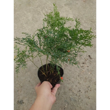 Cây Trúc Tiên - Cây cảnh đẹp, trang trí tiểu cảnh, hồ bán cạn, decor chỉ 55.000đ