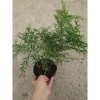 Cây Trúc Tiên - Cây cảnh đẹp, trang trí tiểu cảnh, hồ bán cạn, decor chỉ 55.000đ 4