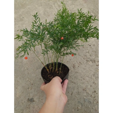 Cây Trúc Tiên - Cây cảnh đẹp, trang trí tiểu cảnh, hồ bán cạn, decor chỉ 55.000đ