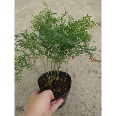 Cây Trúc Tiên - Cây cảnh đẹp, trang trí tiểu cảnh, hồ bán cạn, decor chỉ 55.000đ