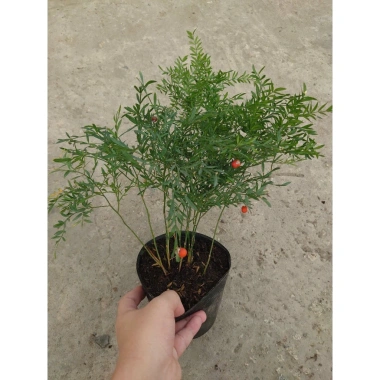 Cây Trúc Tiên - Cây cảnh đẹp, trang trí tiểu cảnh, hồ bán cạn, decor chỉ 55.000đ