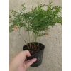 Cây Trúc Tiên - Cây cảnh đẹp, trang trí tiểu cảnh, hồ bán cạn, decor chỉ 55.000đ 8