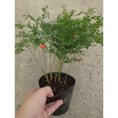 Cây Trúc Tiên - Cây cảnh đẹp, trang trí tiểu cảnh, hồ bán cạn, decor chỉ 55.000đ