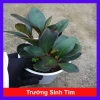 Cây Trường Sinh Tím - Cây cảnh lá đẹp để bàn, phong thủy tốt, 55.000₫ (giá gốc 67.650₫)