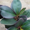 Cây Trường Sinh Tím - Cây cảnh lá đẹp để bàn, phong thủy tốt, 55.000₫ (giá gốc 67.650₫) 3