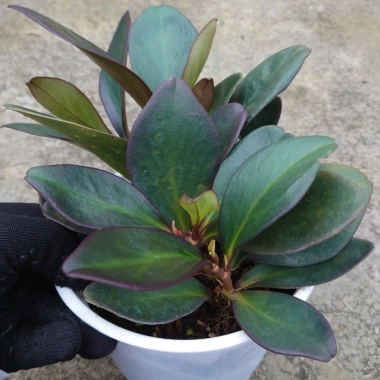 Cây Trường Sinh Tím - Cây cảnh lá đẹp để bàn, phong thủy tốt, 55.000₫ (giá gốc 67.650₫)