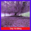 Cây Tử Đằng Nhật Bản - Cây cảnh đẹp, giá chỉ 25.000 VND, giảm giá hấp dẫn