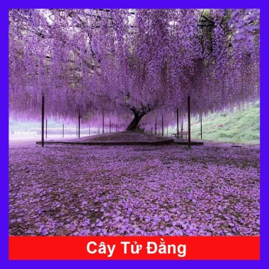 Cây Tử Đằng Nhật Bản - Cây cảnh đẹp, giá chỉ 25.000 VND, giảm giá hấp dẫn