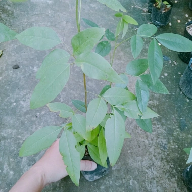 Cây Tử Đằng Nhật Bản - Cây cảnh đẹp, giá chỉ 25.000 VND, giảm giá hấp dẫn 7