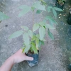 Cây Tử Đằng Nhật Bản - Cây cảnh đẹp, giá chỉ 25.000 VND, giảm giá hấp dẫn 9