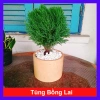 Cây tùng bồng lai - Cây cảnh để bàn, giảm còn 86.000 VND (giá gốc 111.800 VND)