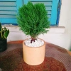 Cây tùng bồng lai - Cây cảnh để bàn, giảm còn 86.000 VND (giá gốc 111.800 VND) 2