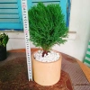 Cây tùng bồng lai - Cây cảnh để bàn, giảm còn 86.000 VND (giá gốc 111.800 VND) 3