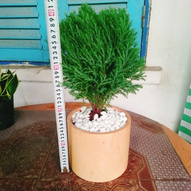 Cây tùng bồng lai - Cây cảnh để bàn, giảm còn 86.000 VND (giá gốc 111.800 VND)