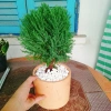 Cây tùng bồng lai - Cây cảnh để bàn, giảm còn 86.000 VND (giá gốc 111.800 VND) 4