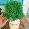 Cây tùng bồng lai - Cây cảnh để bàn, giảm còn 86.000 VND (giá gốc 111.800 VND) 5