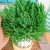 Cây tùng bồng lai - Cây cảnh để bàn, giảm còn 86.000 VND (giá gốc 111.800 VND) 6