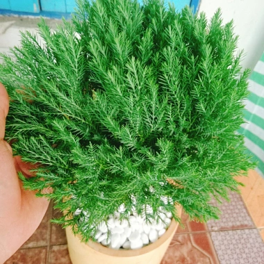 Cây tùng bồng lai - Cây cảnh để bàn, giảm còn 86.000 VND (giá gốc 111.800 VND) 6 Cây tùng bồng lai - Cây cảnh để bàn, giảm còn 86.000 VND (giá gốc 111.800 VND) 6