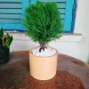 Cây tùng bồng lai - Cây cảnh để bàn, giảm còn 86.000 VND (giá gốc 111.800 VND) 7