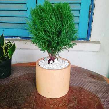 Cây tùng bồng lai - Cây cảnh để bàn, giảm còn 86.000 VND (giá gốc 111.800 VND)
