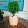 Cây tùng bồng lai - Cây cảnh để bàn, giảm còn 86.000 VND (giá gốc 111.800 VND) 8