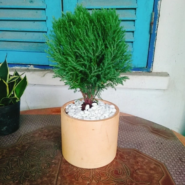Cây tùng bồng lai - Cây cảnh để bàn, giảm còn 86.000 VND (giá gốc 111.800 VND) 8 Cây tùng bồng lai - Cây cảnh để bàn, giảm còn 86.000 VND (giá gốc 111.800 VND) 8